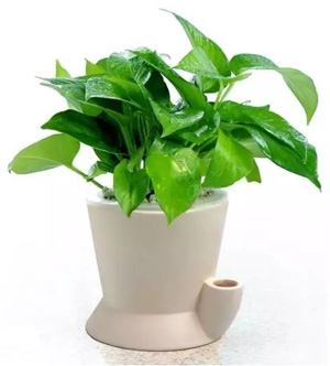 植物去辦公家具異味(wèi) 植(zhí)物去辦(bàn)公家具異(yì)味